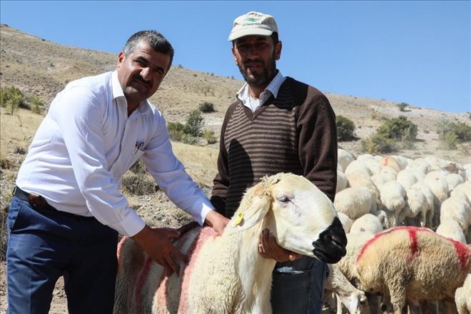 300 Koyun Projesi kapsamında ilk teslimat yapıldı