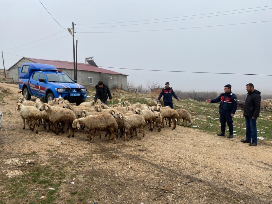 Kayıp Koyunları Jandarma Drone ile Buldu