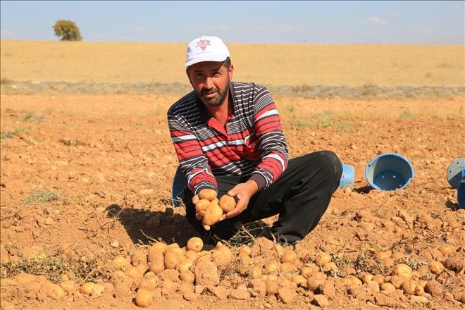 Yerli patates Darende ekonomisine katkı sağlıyor