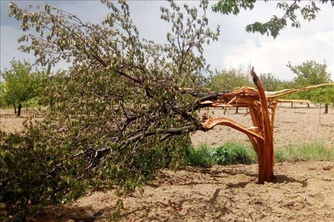 Yazıköy´de yıldırım isabet eden ağaç parçalandı
