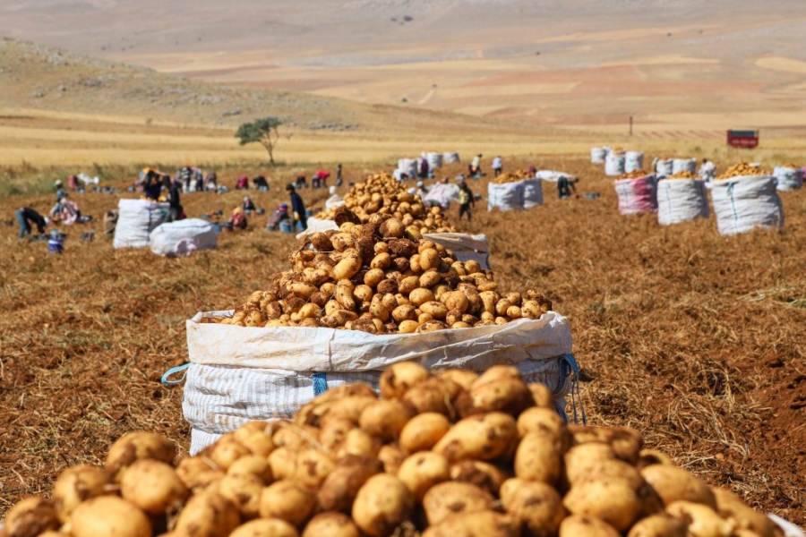 Yerli patates tohumları Darende’de üretiliyor
