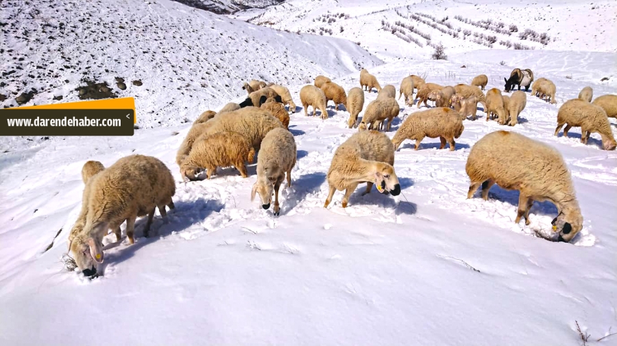 Koyunların kar altında yem bulma çabası