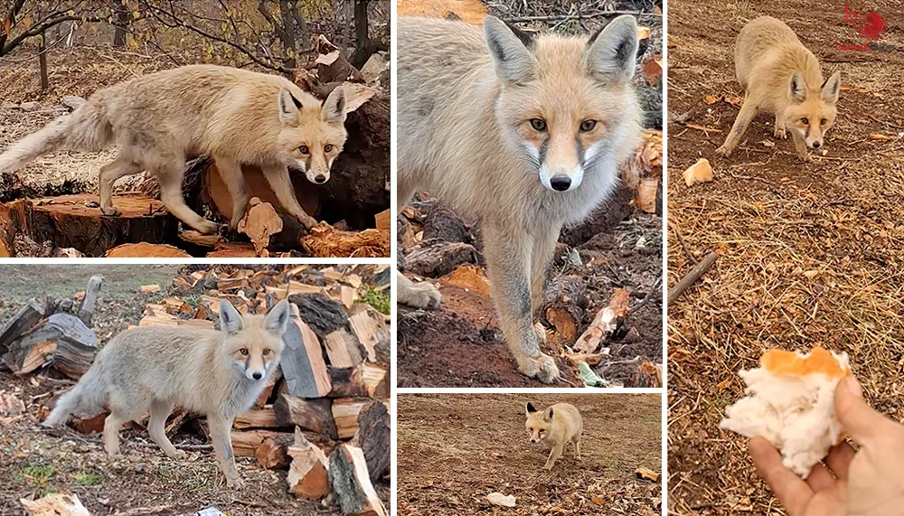 Ulupınarlı çiftçinin tilkiyle muhabbeti gülümsetti