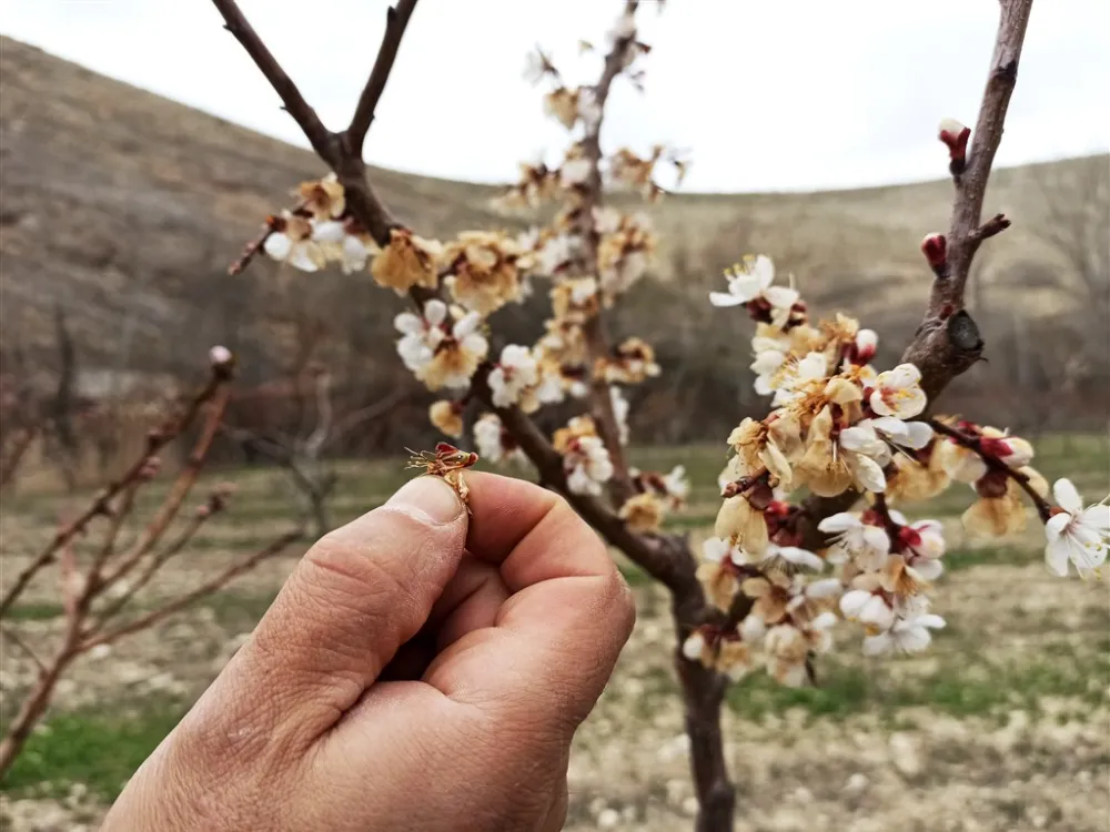 Kayısı üreticilerine zirai don desteği ödemeleri başlıyor